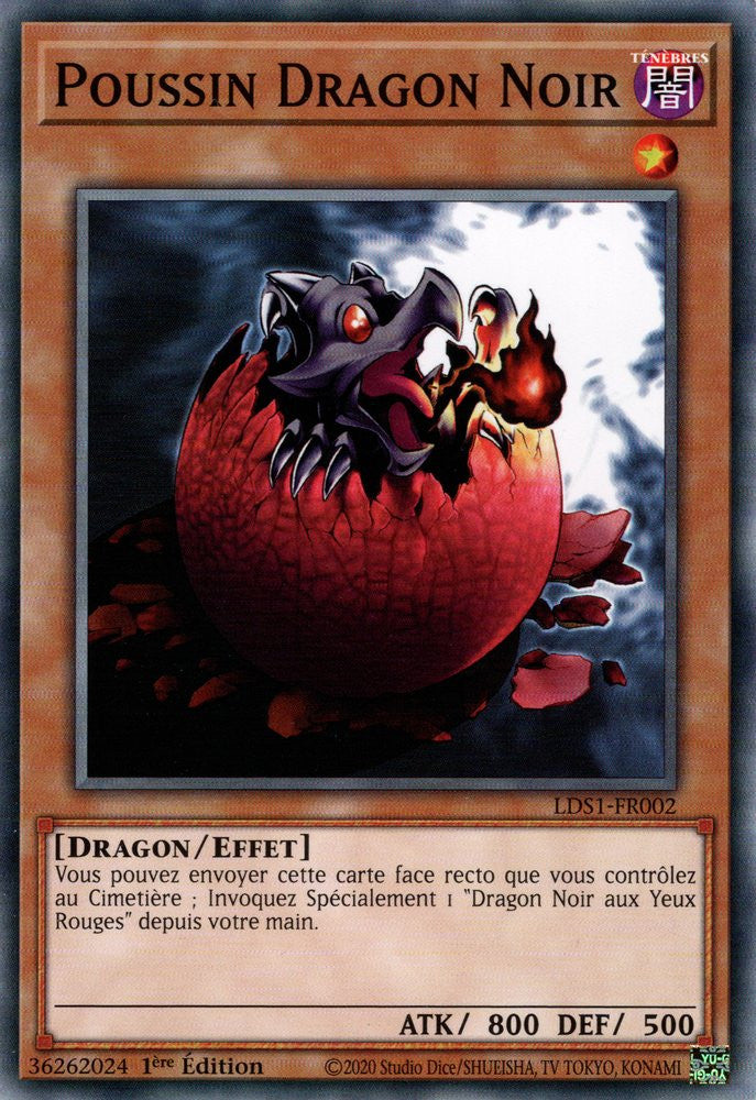 Poussin Dragon Noir : LDS1-FR002 C