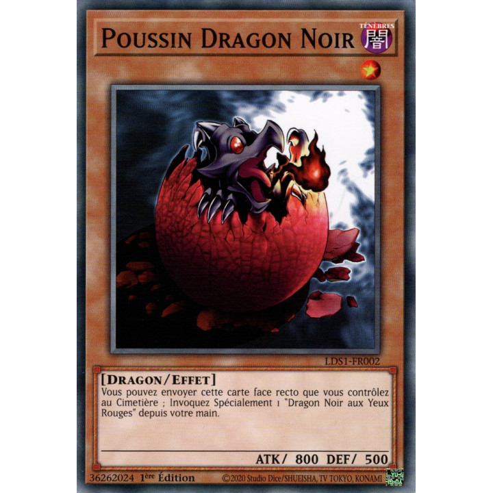 Poussin Dragon Noir : LDS1-FR002 C