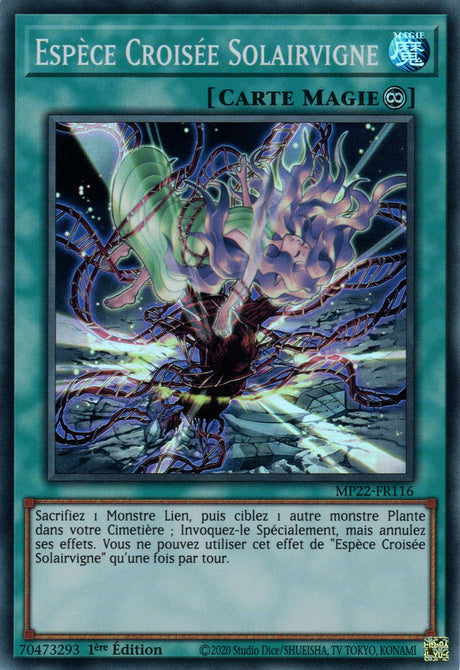 Espèce Croisée Solairvigne - MP22-FR116