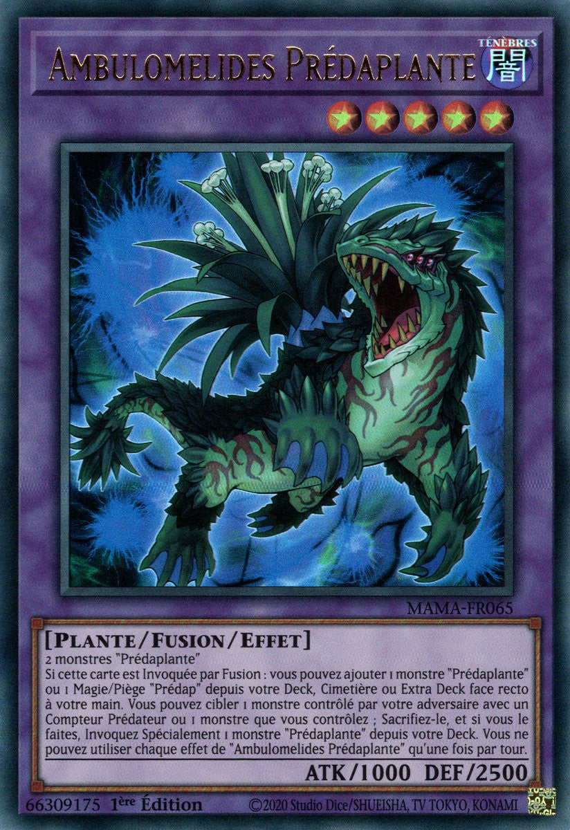 Ambulomelides Prédaplante - MAMA-FR065