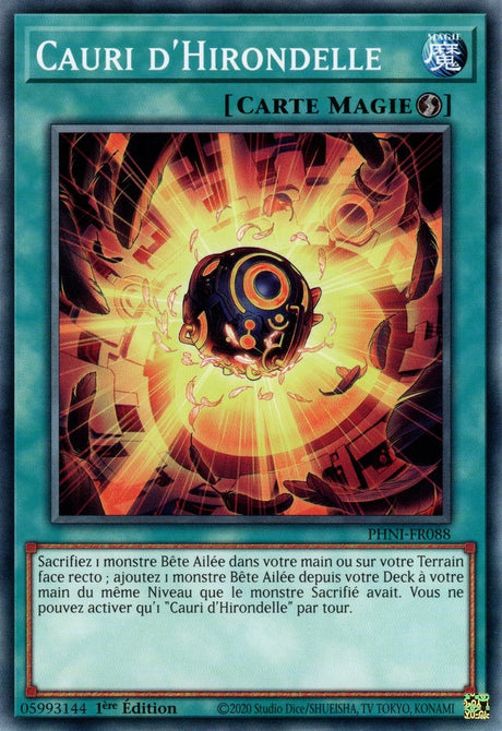 Cauri d'Hirondelle - PHNI-FR088