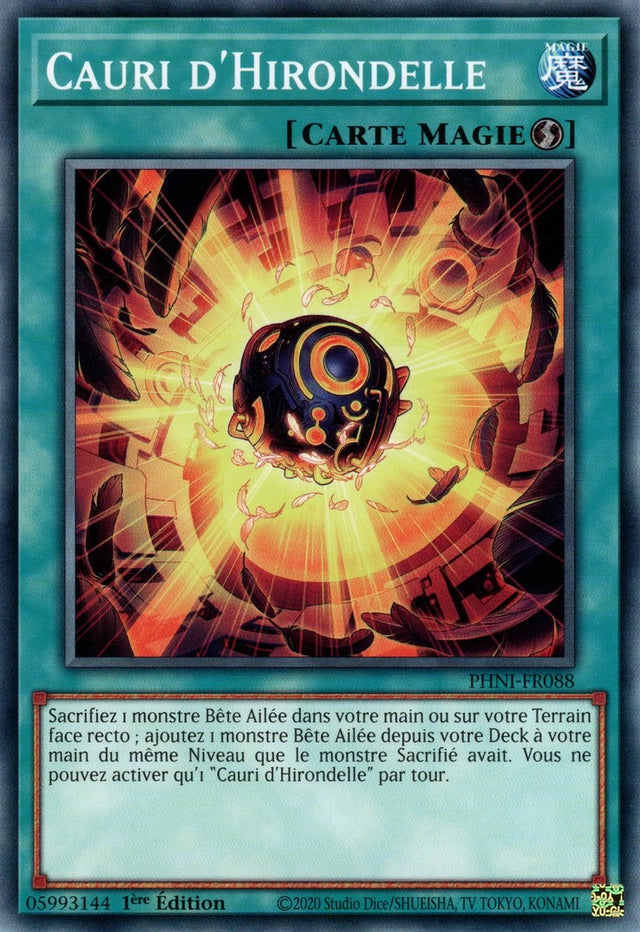 Cauri d'Hirondelle - PHNI-FR088