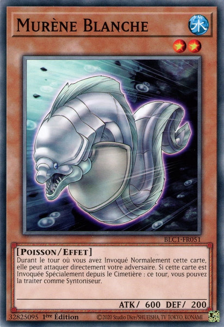 Murène Blanche - BLC1-FR051