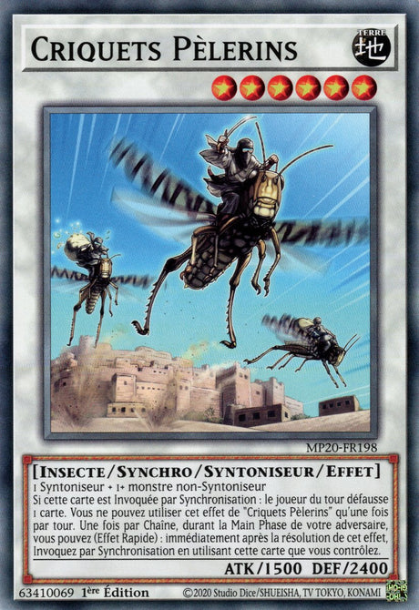 MP20-FR198 Criquets Pèlerins