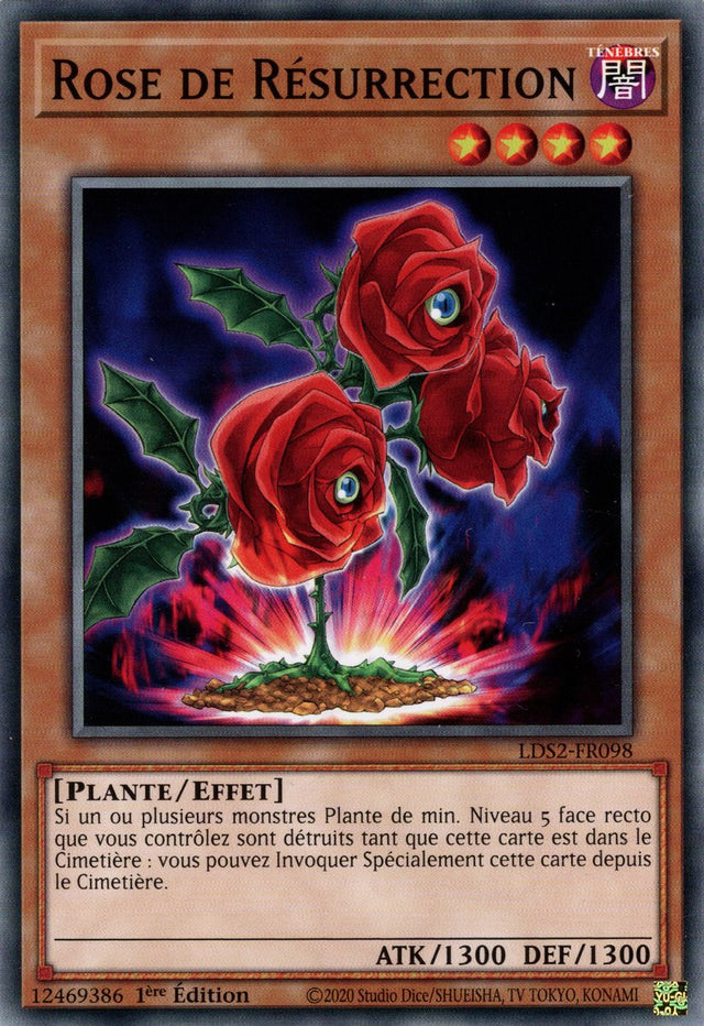 Rose de Résurrection : LDS2-FR098 C