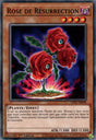 Rose de Résurrection : LDS2-FR098 C