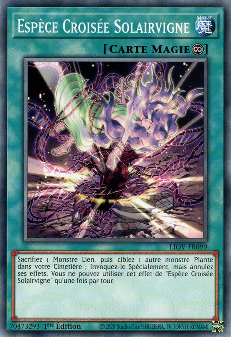 Espèce Croisée Solairvigne : LIOV-FR099 C