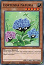 Hortensia Naturia : HAC1-FR107 (V.1 - C)